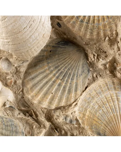Lastra con conchiglie fossili
