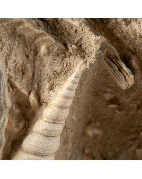 Lastra con conchiglie fossili