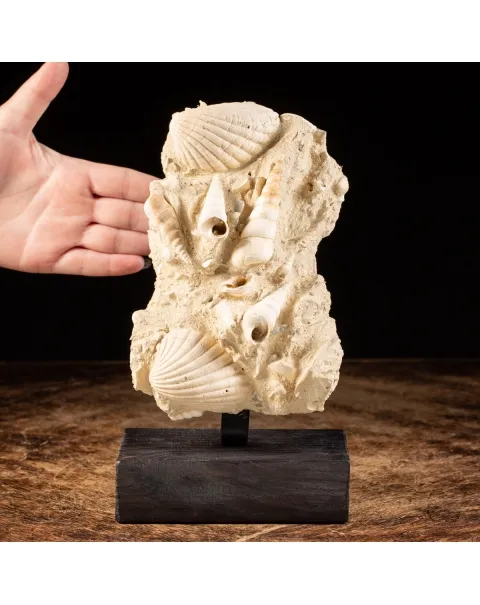 Lastra con conchiglie fossili