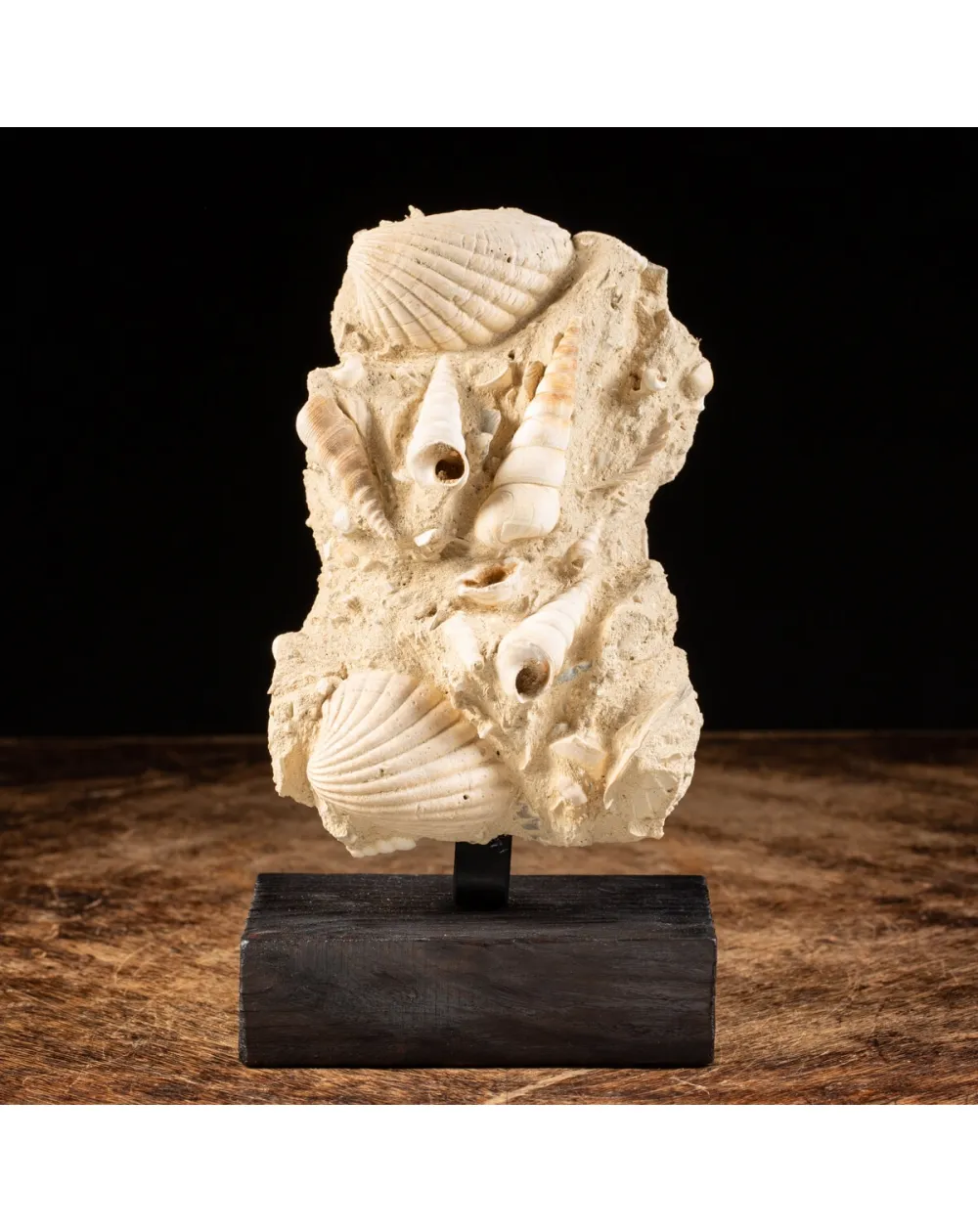 Lastra con conchiglie fossili