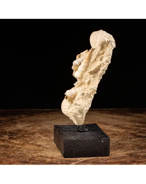 Lastra con conchiglie fossili