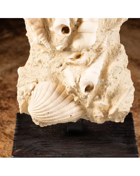 Lastra con conchiglie fossili