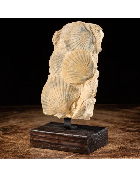 Lastra con conchiglie fossili