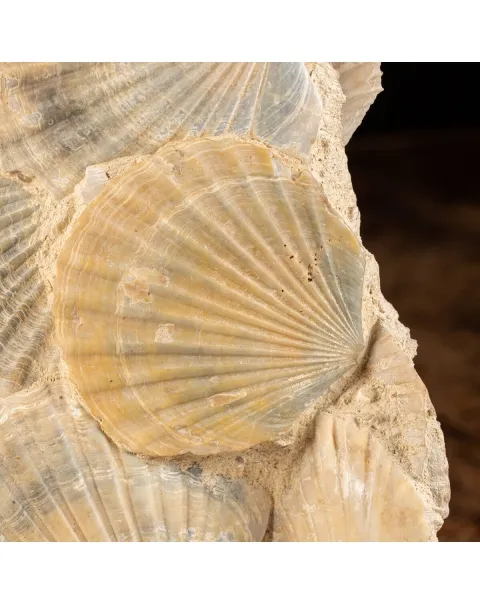 Lastra con conchiglie fossili