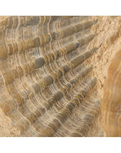 Lastra con conchiglie fossili