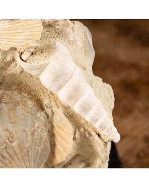 conchiglie fossili in matrice -  Pecten e Turritelle