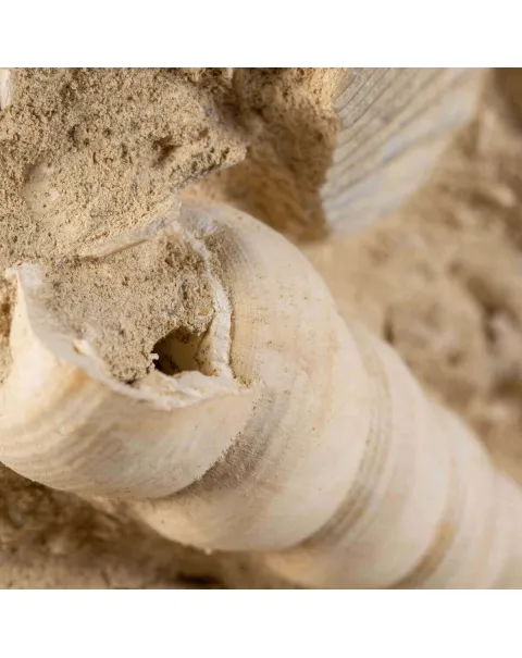 conchiglie fossili in matrice -  Pecten e Turritelle