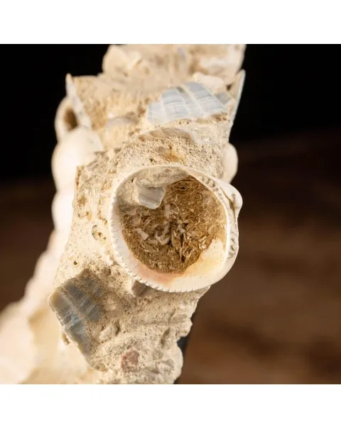 conchiglie fossili in matrice -  Pecten e Turritelle