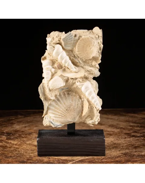 conchiglie fossili in matrice -  Pecten e Turritelle