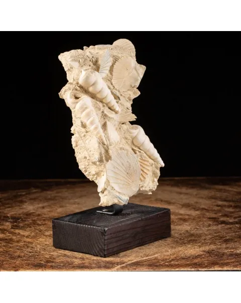 conchiglie fossili in matrice -  Pecten e Turritelle