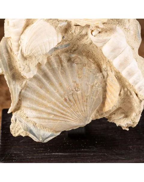 conchiglie fossili in matrice -  Pecten e Turritelle