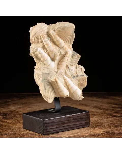 conchiglie fossili in matrice -  Pecten e Turritelle