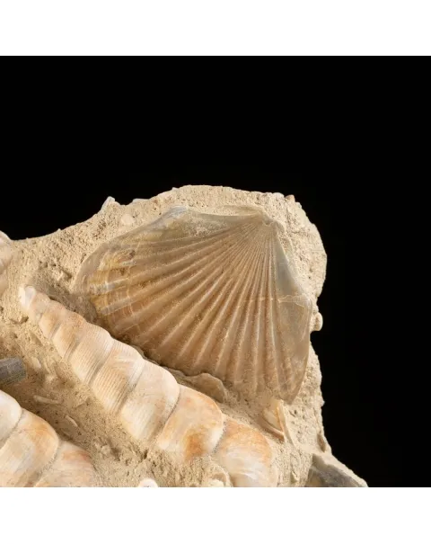 conchiglie fossili in matrice -  Pecten e Turritelle