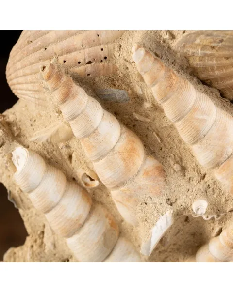 conchiglie fossili in matrice -  Pecten e Turritelle