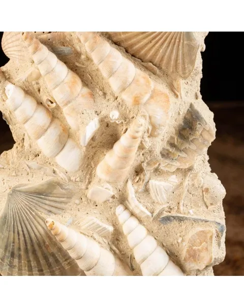 conchiglie fossili in matrice -  Pecten e Turritelle