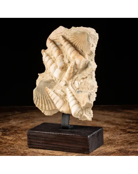 conchiglie fossili in matrice -  Pecten e Turritelle