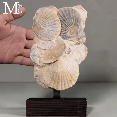 Pectinidae Fossili – Aggregato di Conchiglie del M...