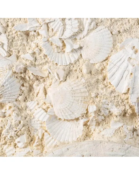conchiglie fossili di Saint-Jacques - Francia