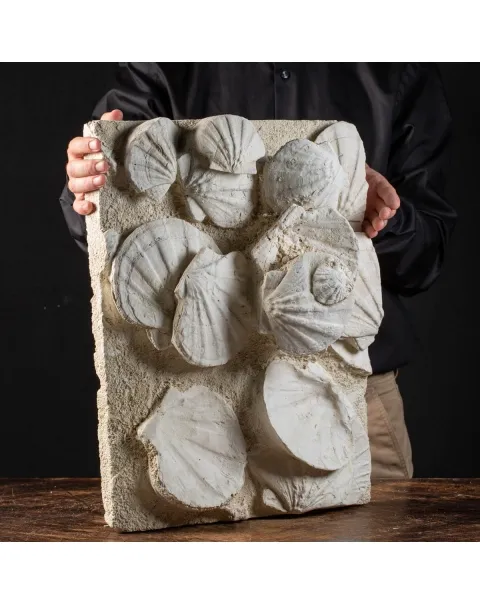 eccezionale grande placca di conchiglie di Saint-Jacques fossilizzate