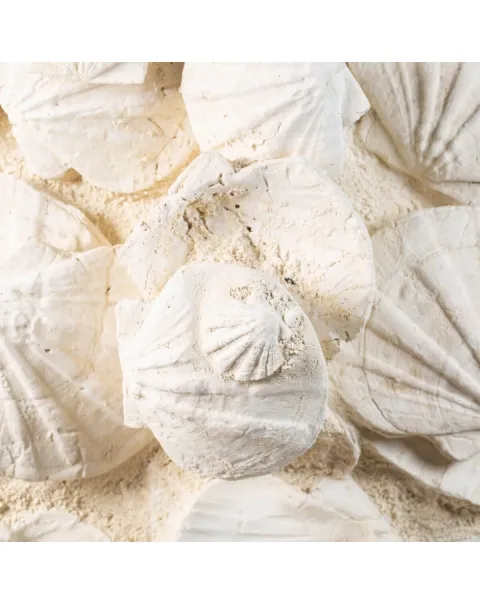 eccezionale grande placca di conchiglie di Saint-Jacques fossilizzate