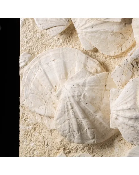 eccezionale grande placca di conchiglie di Saint-Jacques fossilizzate
