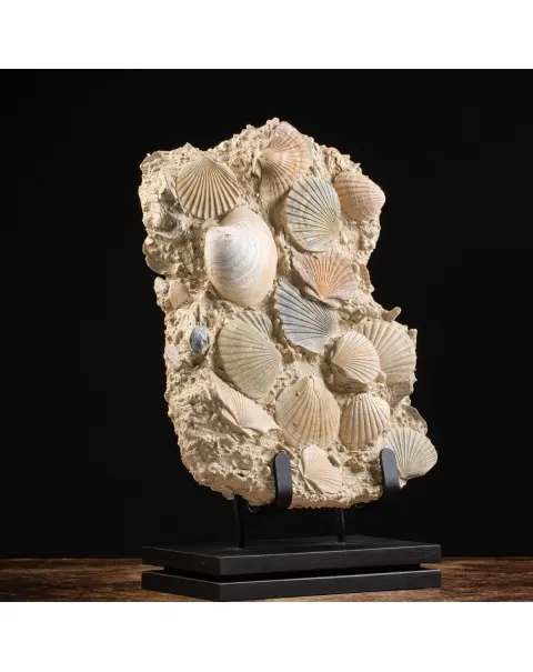 Lastra con conchiglie fossili