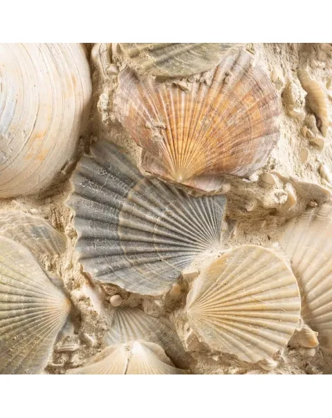 Lastra con conchiglie fossili