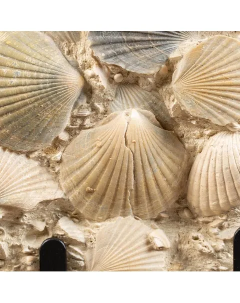 Lastra con conchiglie fossili