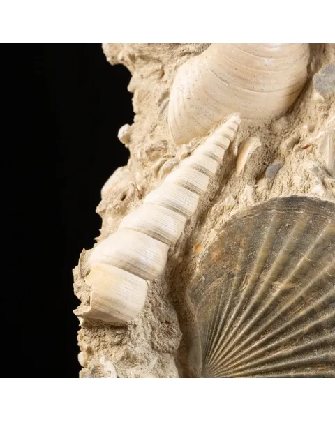 Lastra con conchiglie fossili