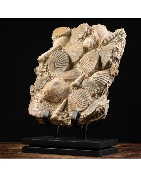 Lastra con conchiglie fossili