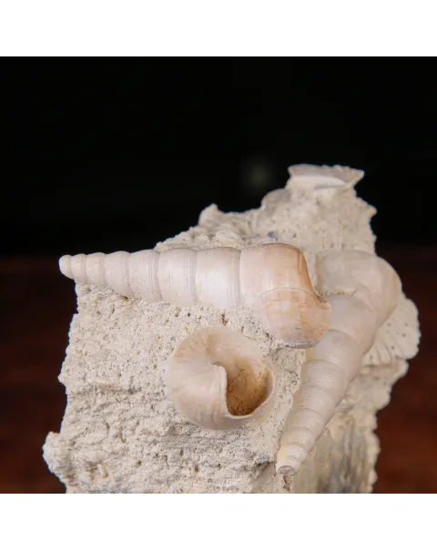 Conchiglie Fossili del Neogene.