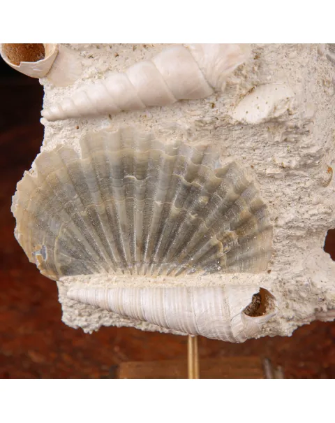 Conchiglie Fossili del Neogene.