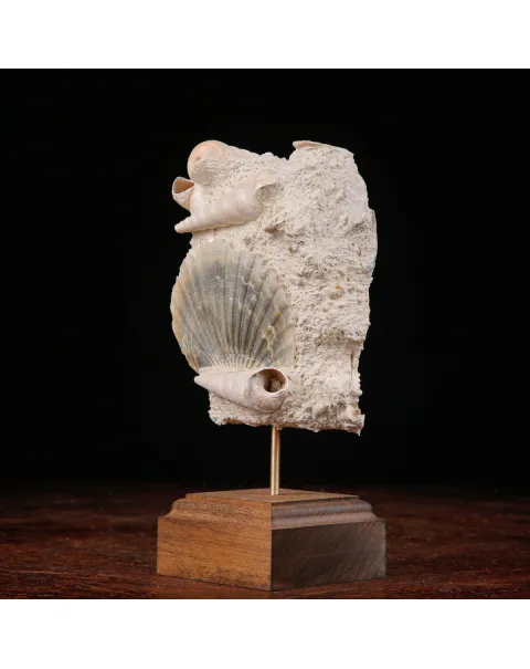Conchiglie Fossili del Neogene.