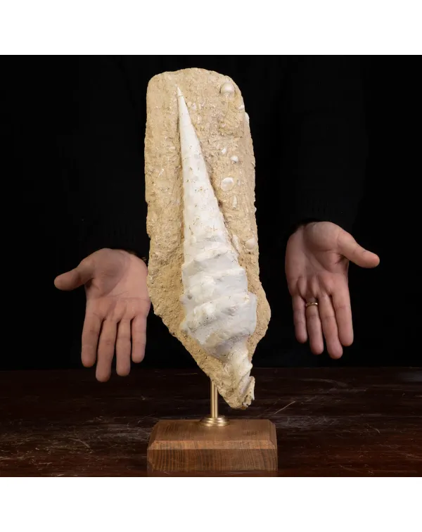 Conchiglia Campanile Giganteum: La Torre Fossile d...