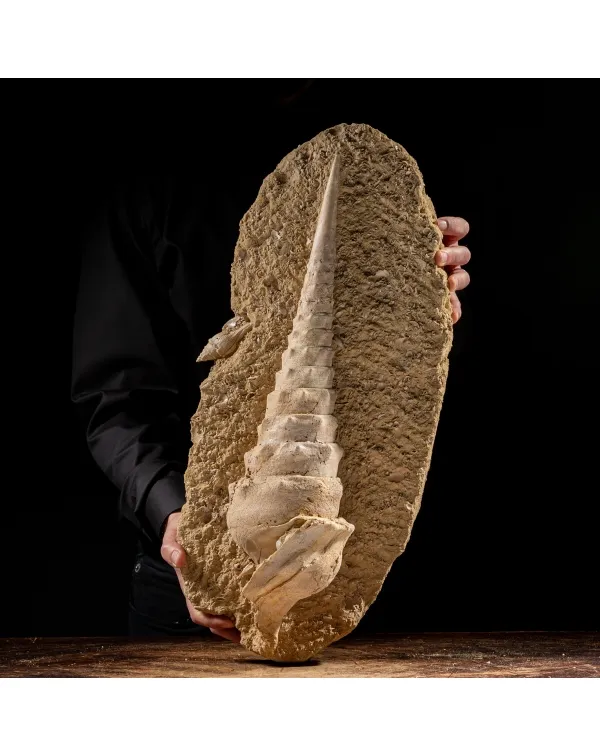 Grande Conchiglia Fossile: La Torre dei Mari Preis...