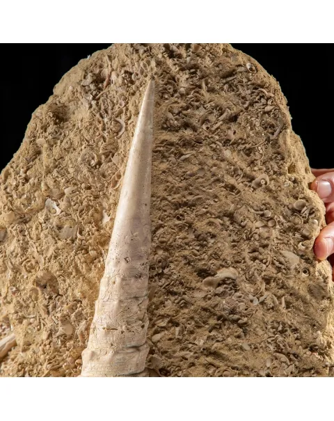 Grande Conchiglia Fossile: La Torre dei Mari Preistorici.