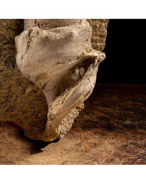 Grande Conchiglia Fossile: La Torre dei Mari Preistorici.