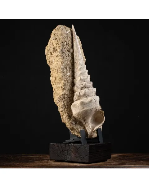 Grande Conchiglia Fossile del Miocene.