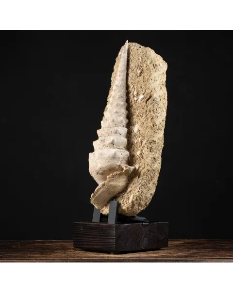 Grande Conchiglia Fossile del Miocene.