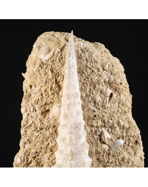 Grande Conchiglia Fossile del Miocene.