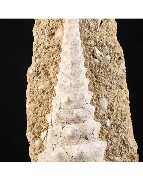 Grande Conchiglia Fossile del Miocene.