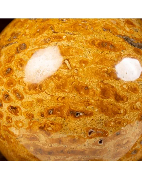 Sfera in Corallo Fossile