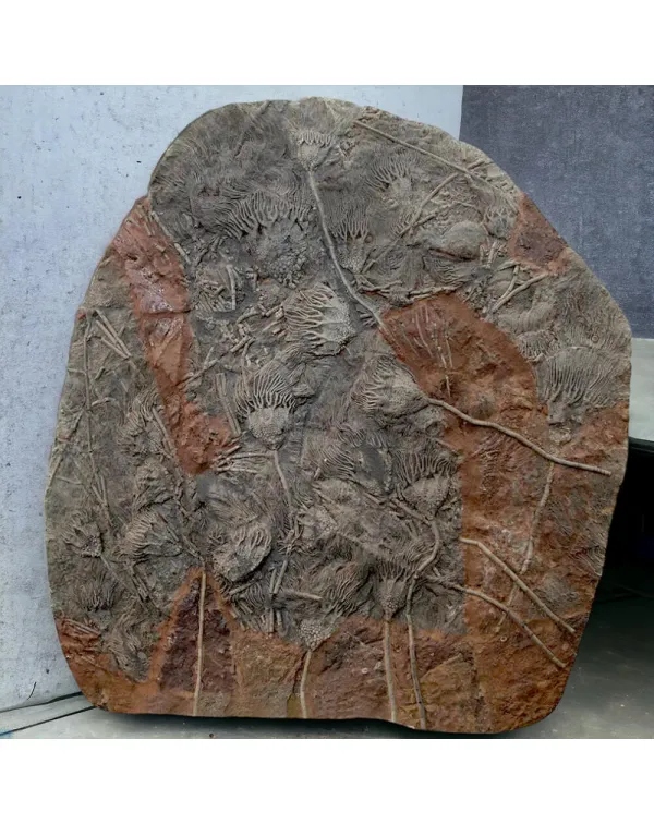 Crinoidi del Siluriano di Boutschrafin.
