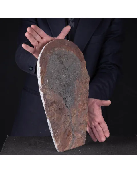 Lastra Fossile con Grande Crinoide.