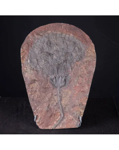 Lastra Fossile con Grande Crinoide.
