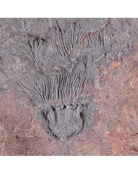 Lastra Fossile con Grande Crinoide.
