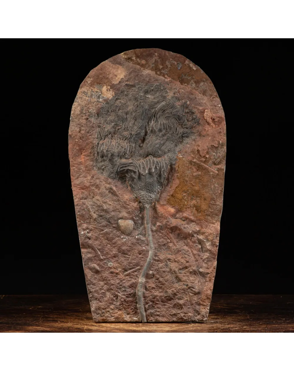 Crinoide