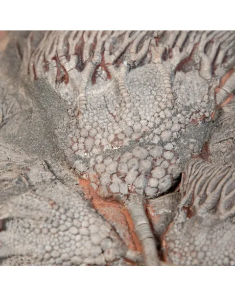 Crinoide
