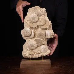 Collezione di echinoidi fossili. (19)