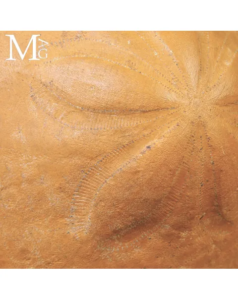 Clypeaster Fossile su Base in Legno e Ottone –  Marocco